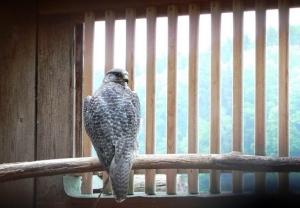 Falcons Mohr - gyrfalcons