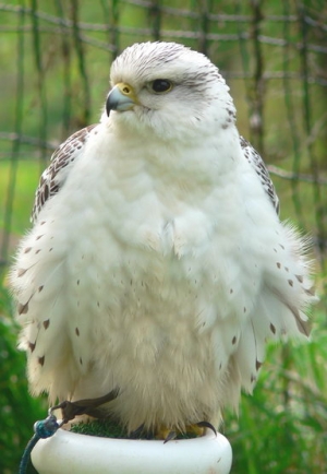 Falcons Mohr - gyrfalcons