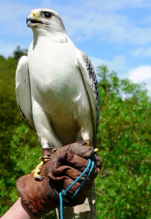 Falcons Mohr - gyrfalcons