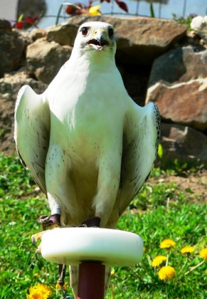 Falcons Mohr - gyrfalcons