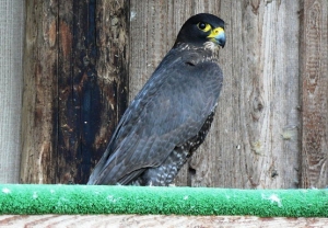 Falcons Mohr - gyrfalcons