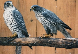 Falcons Mohr - gerfalken