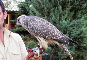 Falcons Mohr - gyr peregrines