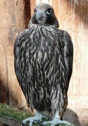Falcons Mohr - gyr peregrines