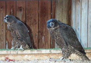 Falcons Mohr - gyr peregrines