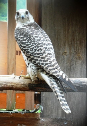 Falcons Mohr - gyr peregrines