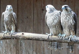 Falcons Mohr - gyr peregrines