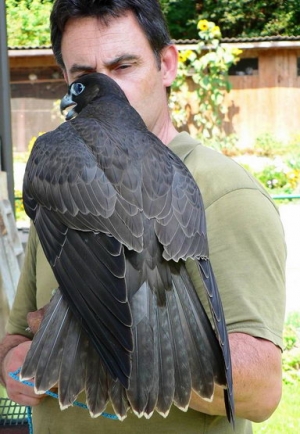 Falcons Mohr - gyr peregrines