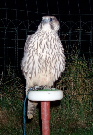 Falcons Mohr - gyr peregrines