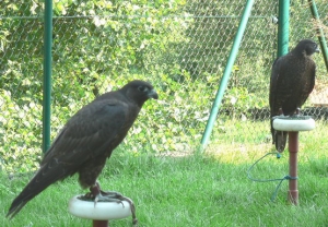 Falcons Mohr - gyr peregrines