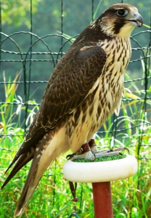 Falcons Mohr - gyr peregrines