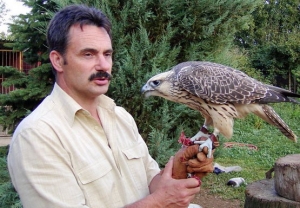 Falcons Mohr - gyr peregrines