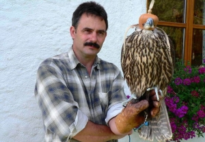 Falcons Mohr - gyr peregrines