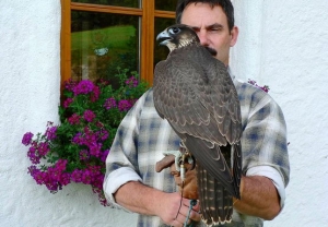 Falcons Mohr - gyr peregrines