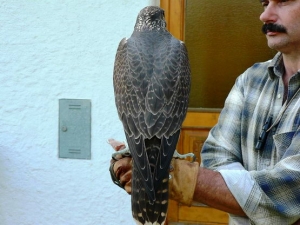 Falcons Mohr - gyr peregrines