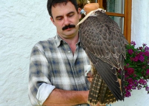 Falcons Mohr - Gyr Peregrines