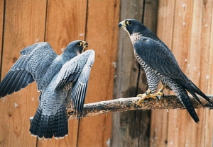 Falcons Mohr - peregrines