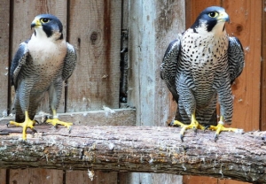 Falcons Mohr - peregrines