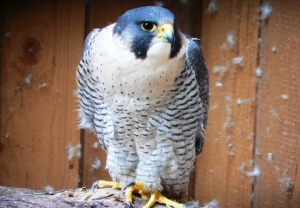 Falcons Mohr - peregrines