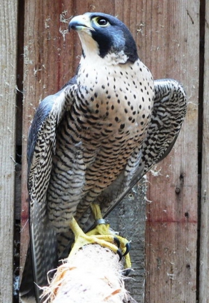 Falcons Mohr - peregrines