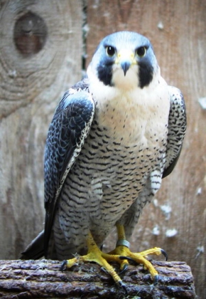 Falcons Mohr - peregrines