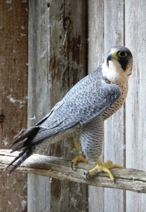 Falcons Mohr - peregrines