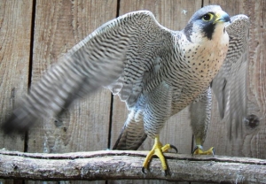 Falcons Mohr - peregrines