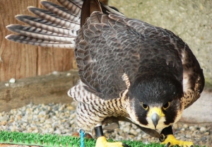 Falcons Mohr - peregrines