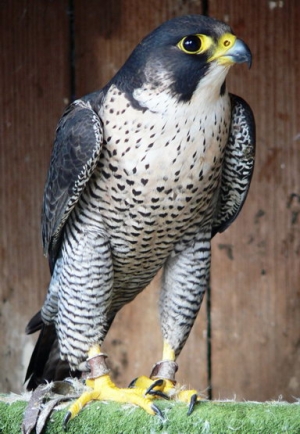 Falcons Mohr - peregrines