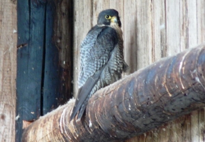 Falcons Mohr - peregrines