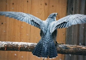 Falcons Mohr - peregrines