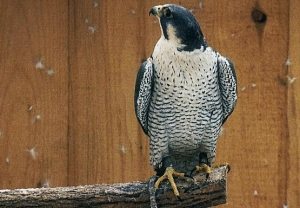 Falcons Mohr - peregrines