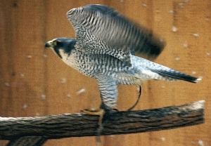 Falcons Mohr - peregrines