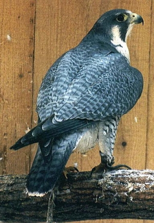 Falcons Mohr - peregrines