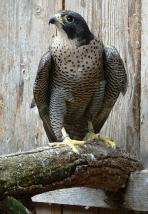 Falcons Mohr - peregrines