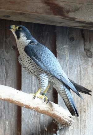 Falcons Mohr - peregrines