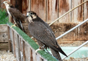 Falcons Mohr - saker falcons