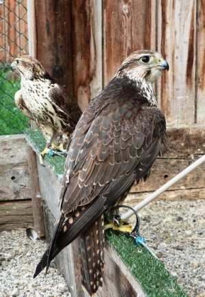 Falcons Mohr - saker falcons