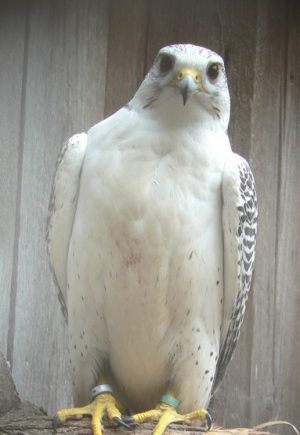 Falcons Mohr - gyr saker falcons