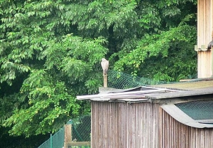 Falcons Mohr - freiflug