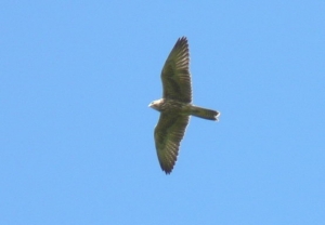 Falcons Mohr - freiflug