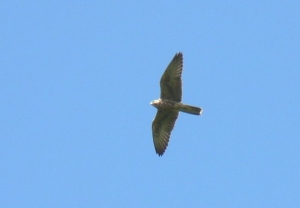 Falcons Mohr - freiflug