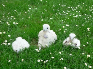 Falcons Mohr - flying aviary