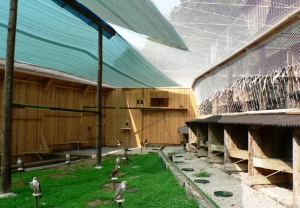 Falcons Mohr - flying aviary