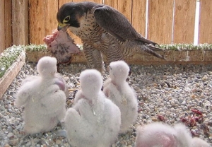 Falcons Mohr - falcons breeding