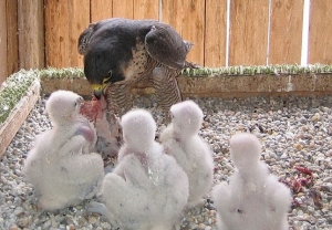 Falcons Mohr - falkenzucht