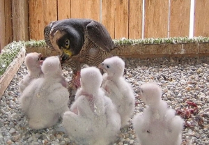 Falcons Mohr - falcons breeding