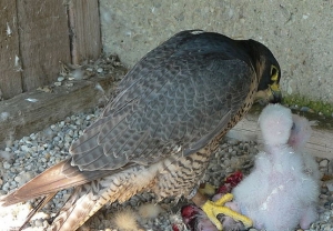 Falcons Mohr - falcons breeding