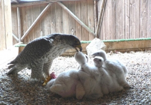 Falcons Mohr - falcons breeding
