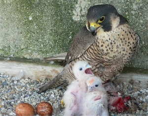 Falcons Mohr - falcons breeding